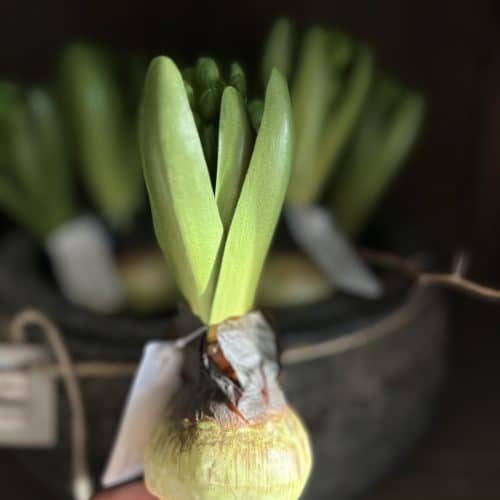 Hyacinth bulb